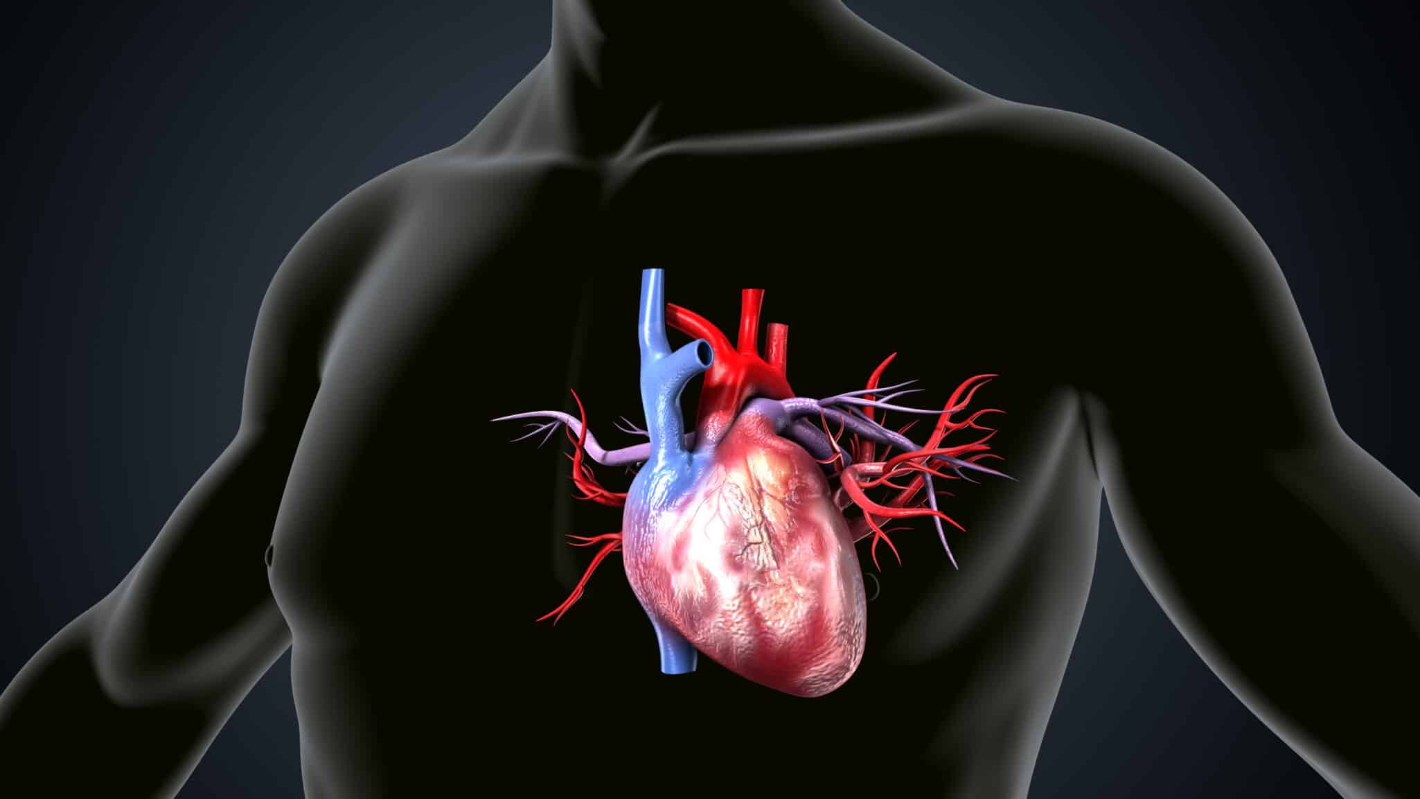 Illustrated heart image highlighting the mitral valve, representing genetic factors in mitral valve prolapse