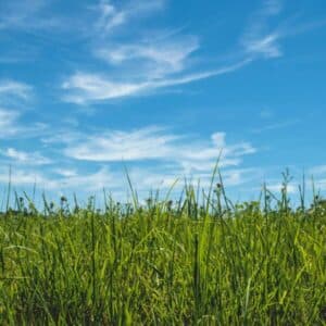 Genetics Behind Grassy Aroma Detection