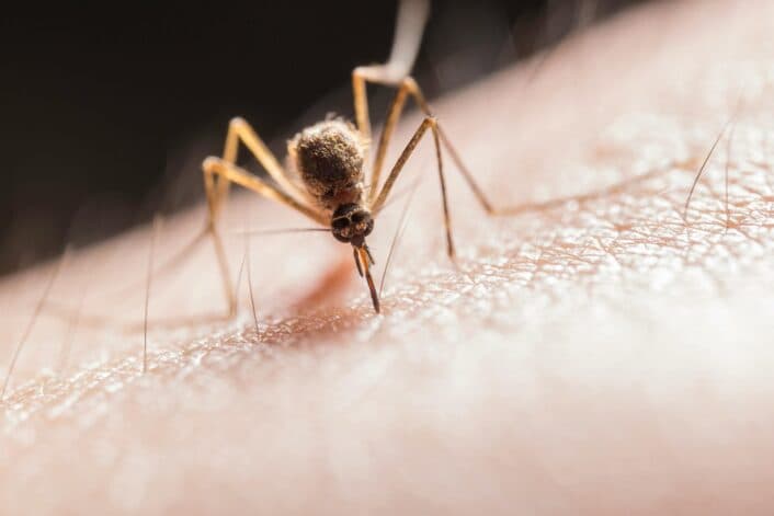 Do You Attract Mosquitoes? Your Genetics May Be to Blame