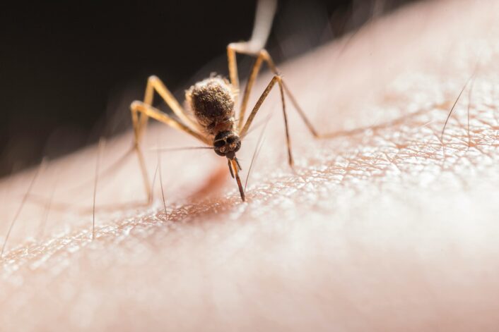 Attractiveness to Mosquitos